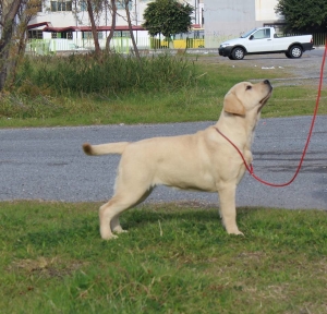 aurora-da-cucciola