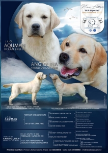 LOCANDINA BREEZE X ANGIE