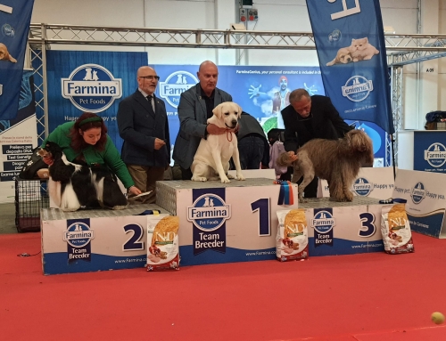 Inizio da sogno della carriera da adulto di Ivan – Avellino 2022