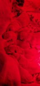 CUCCIOLI REMì X AMY