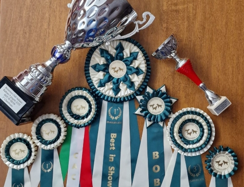 Campionato Italiano di Bellezza chiuso brillantemente… – Viterbo 2023