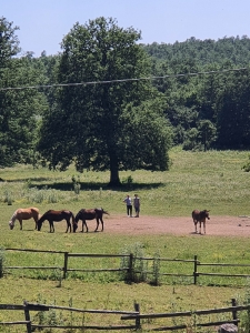 STAFFOLI HORSES