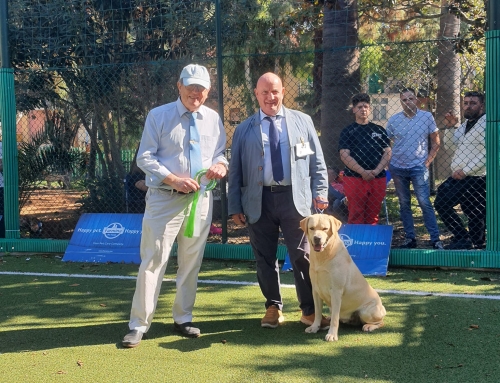 Il campionato Italiano di Bellezza di Ettore si avvicina sempre più… – Doppio CACIB dello Stretto 2024