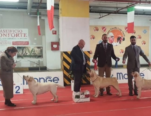 Remì rientra eccellentemente sui ring… – Campobasso 2025